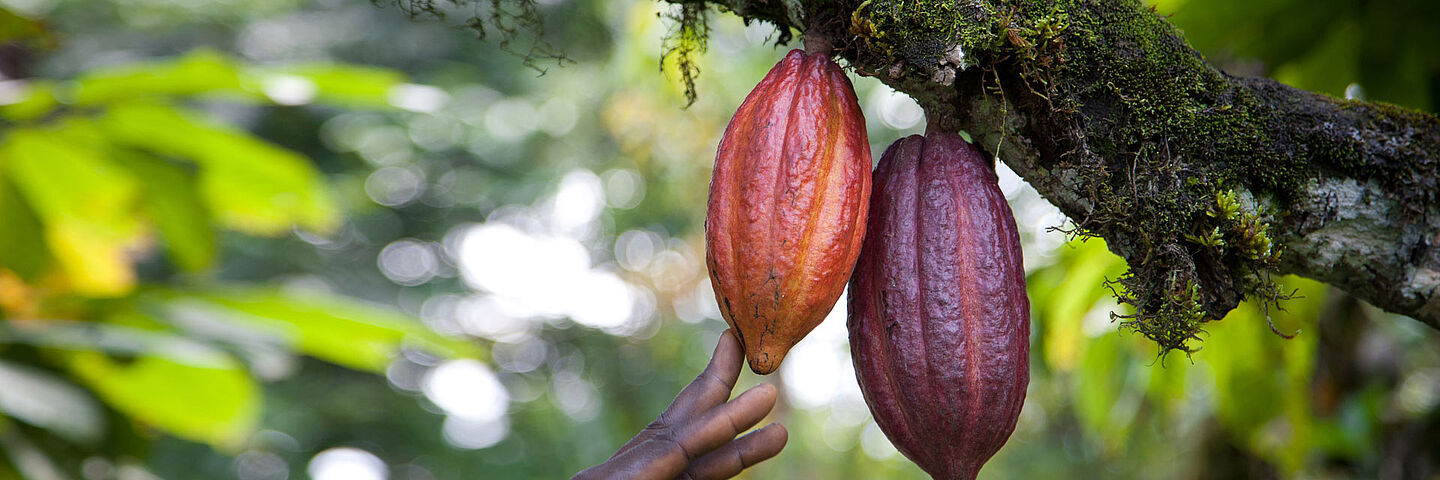 Cacao