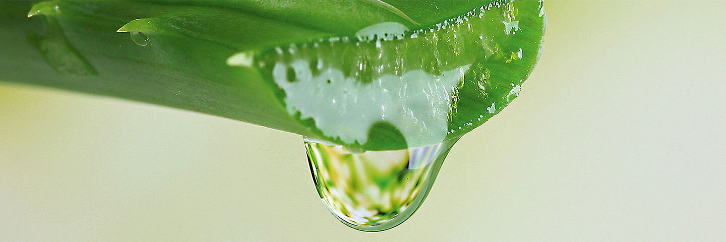 Aloe vera