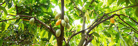 Árbol de cacao