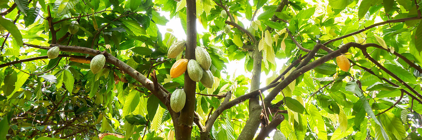 Árbol de cacao