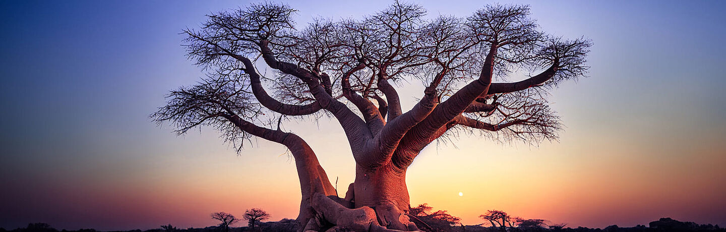 Baobab ağacı