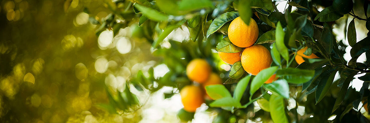 Naranjas