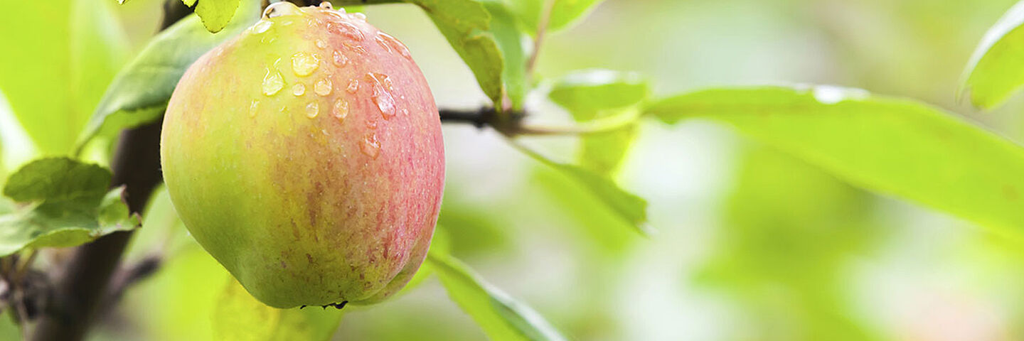 Manzana
