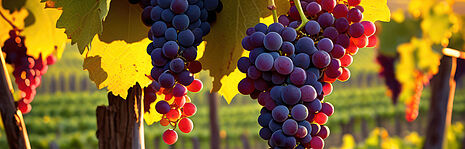uvas negras